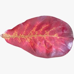 WhatsApp Image 2026-01-06 at 08.38.13 (1)